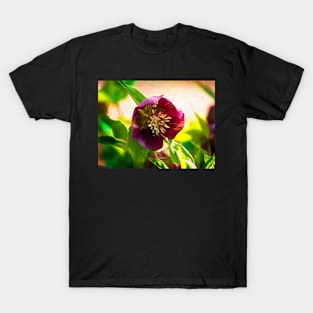 Hellebore Melt T-Shirt